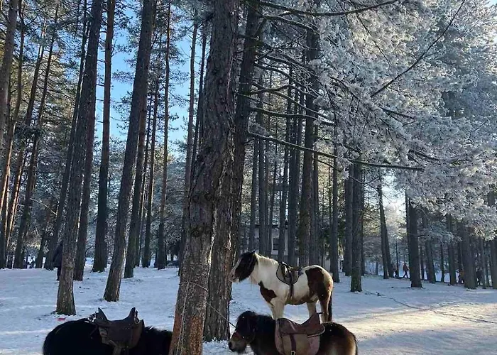 Apartmán Danijela &